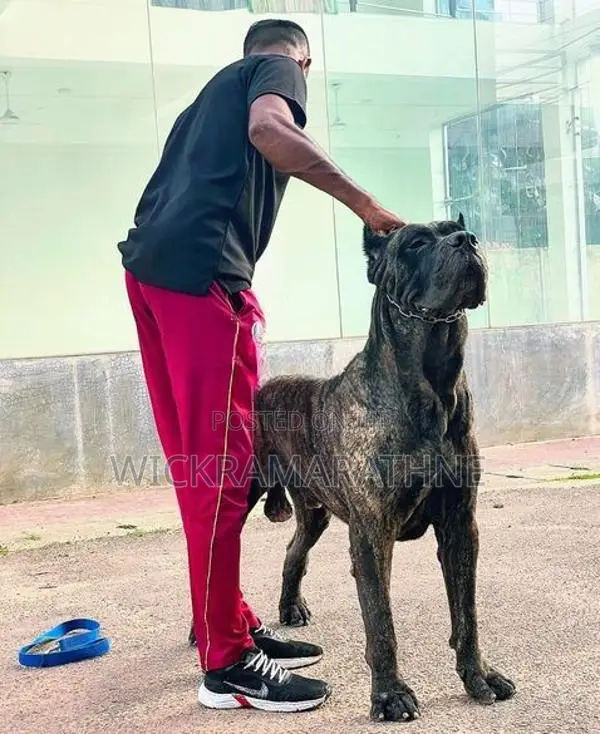 Cane Corso Male Puppy