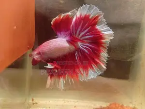 Betta Fish