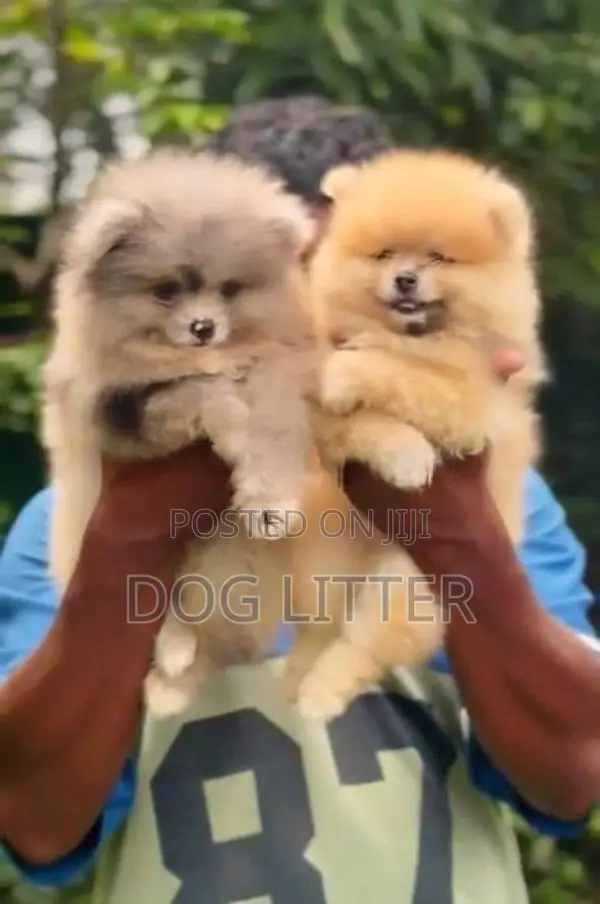 Pomeranian Puppies