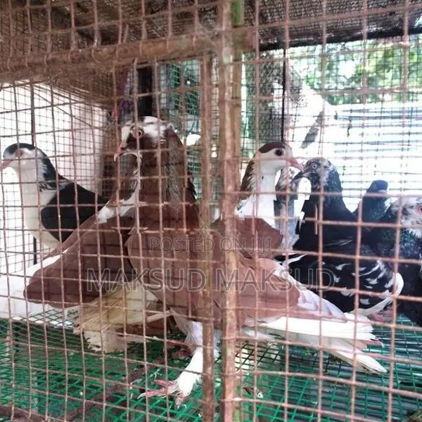 Pigeons