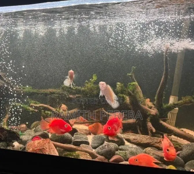 Parrot Fish 3 Inches