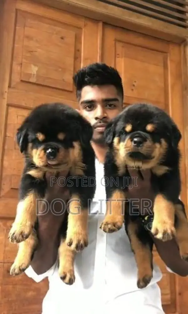 Rottweiler Puppies
