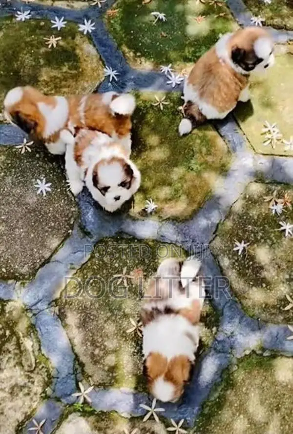 Shitzu Puppy