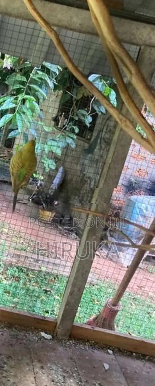 Lovebird