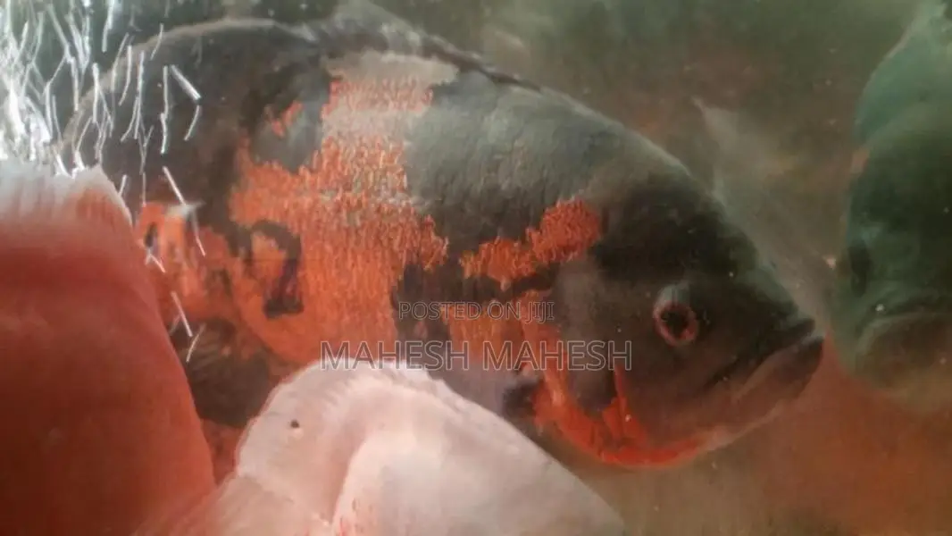 Oscar Fish
