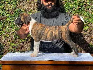 Boxer Puppies