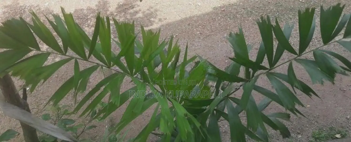 Oranamental Palm