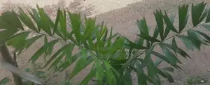 Oranamental Palm