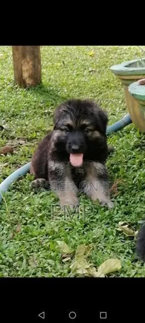 Lion Shepherd Puppies
