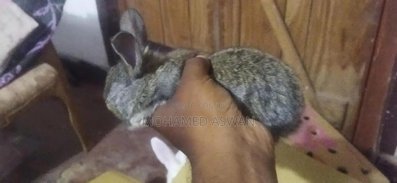 முயல் குட்டி