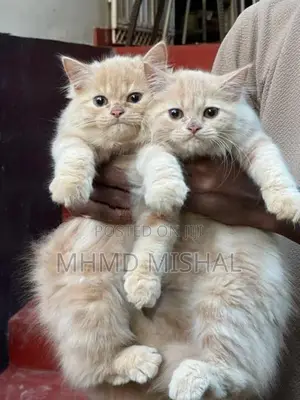 Persian Cat