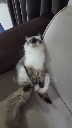 Himalayan Cat