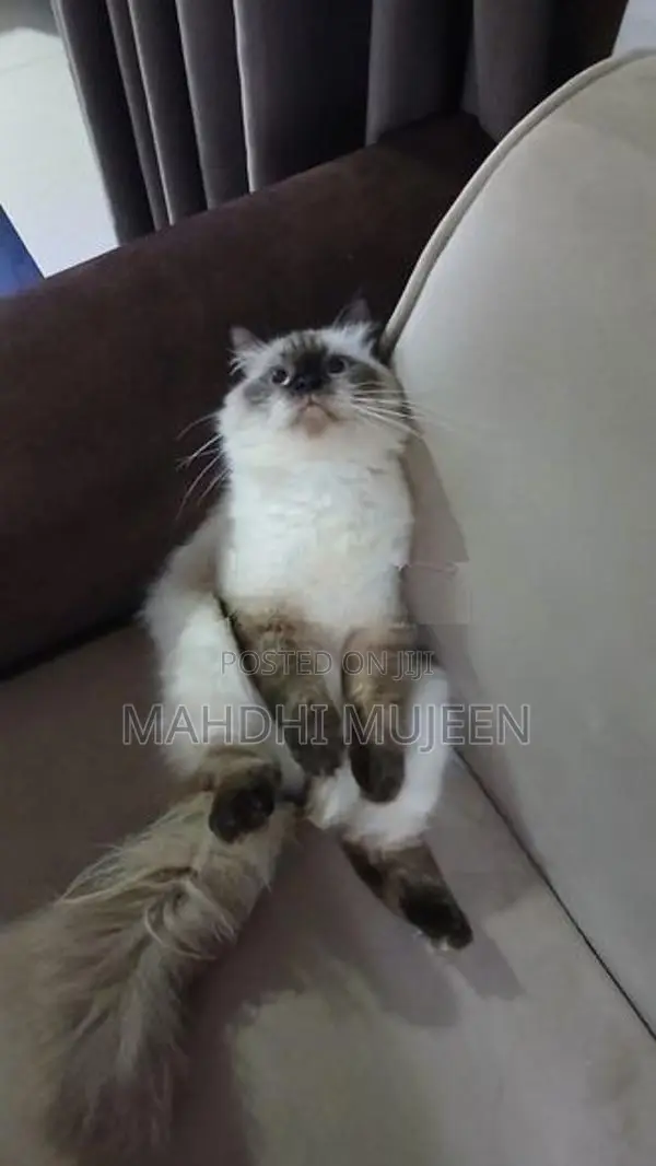 Himalayan Cat