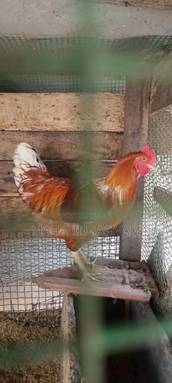 Rooster