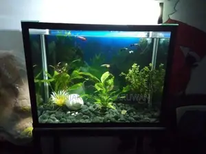 Fish Tank