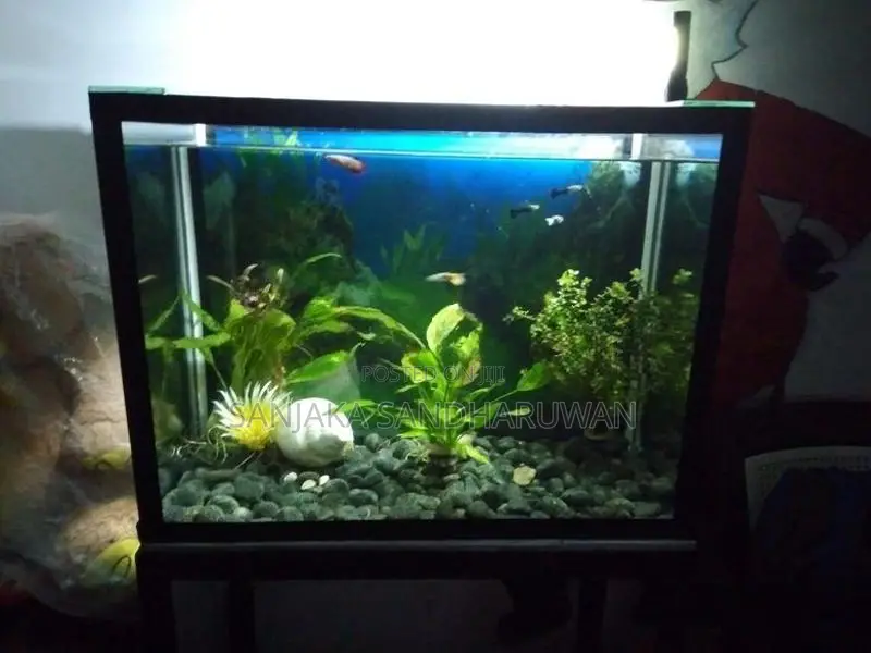 Fish Tank