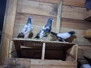 Pigeons