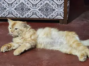 Persian Cat