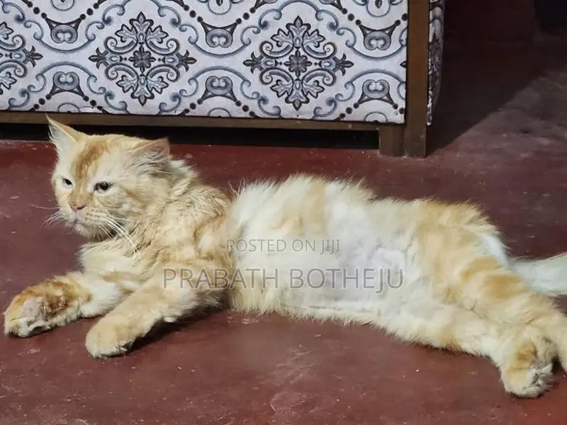 Persian Cat
