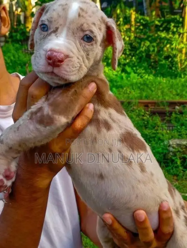 American Bully Puppies