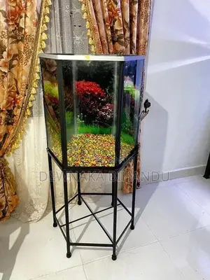 New Fish Tank