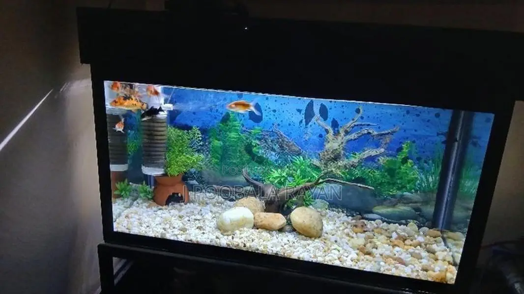 Fish Tank
