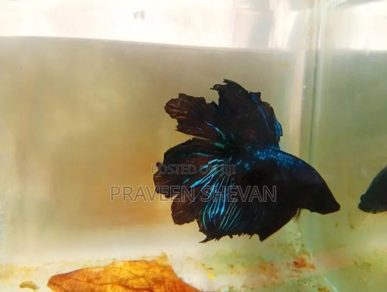 Betta Fish