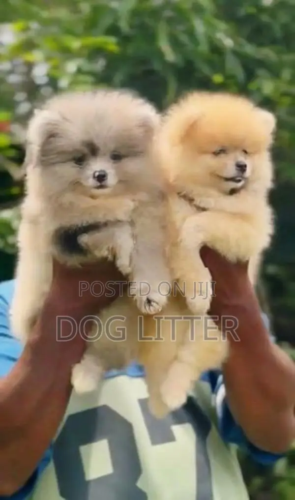 Pomeranian Puppies
