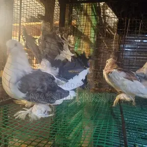 Pigeons