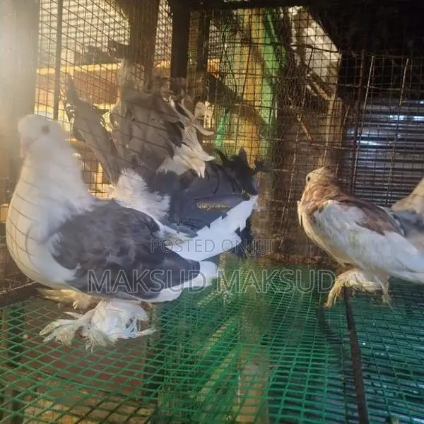 Pigeons