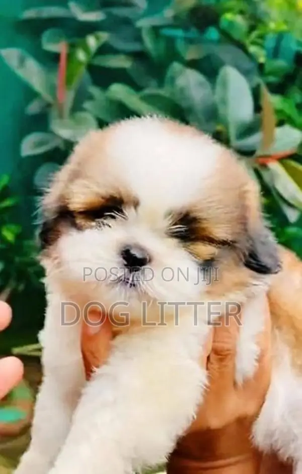 Shitzu Puppy