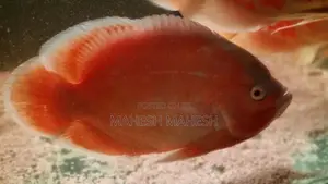Oscar Fish