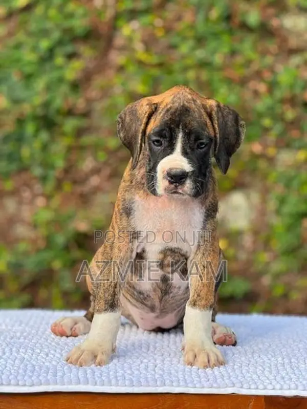 Boxer Puppies