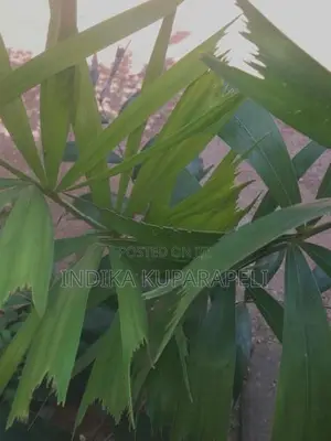 Oranamental Palm
