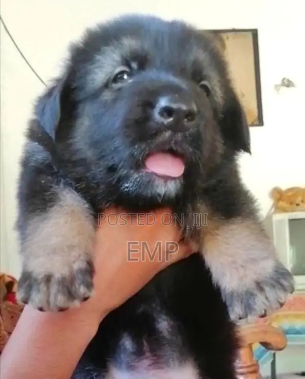 Lion Shepherd Puppies