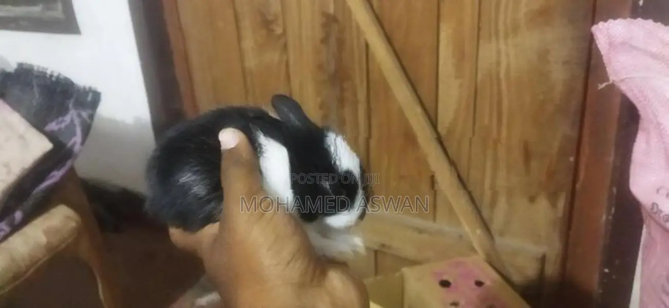 முயல் குட்டி