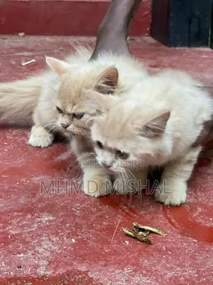 Persian Cat