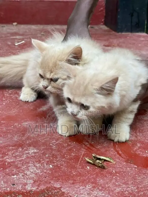 Persian Cat