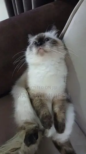 Himalayan Cat