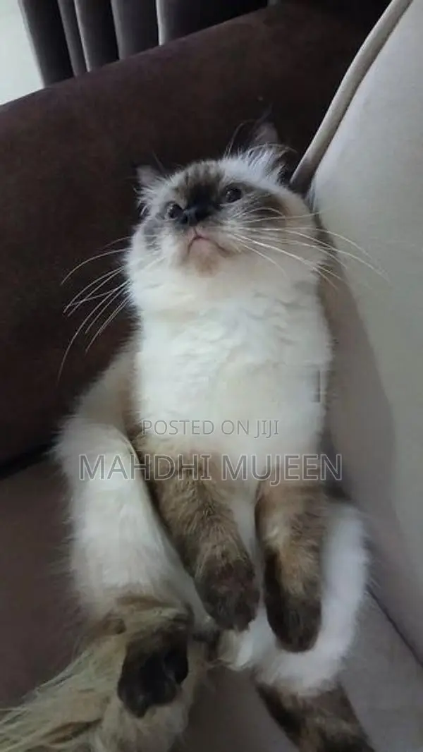 Himalayan Cat