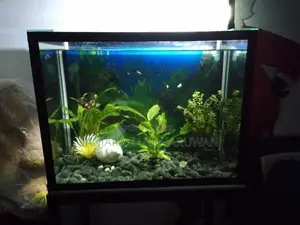 Fish Tank