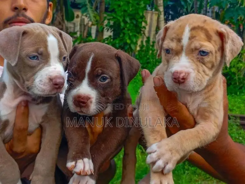 American Bully Puppies