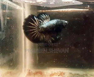 Betta Fish
