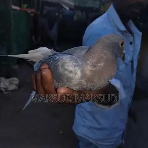Pigeons