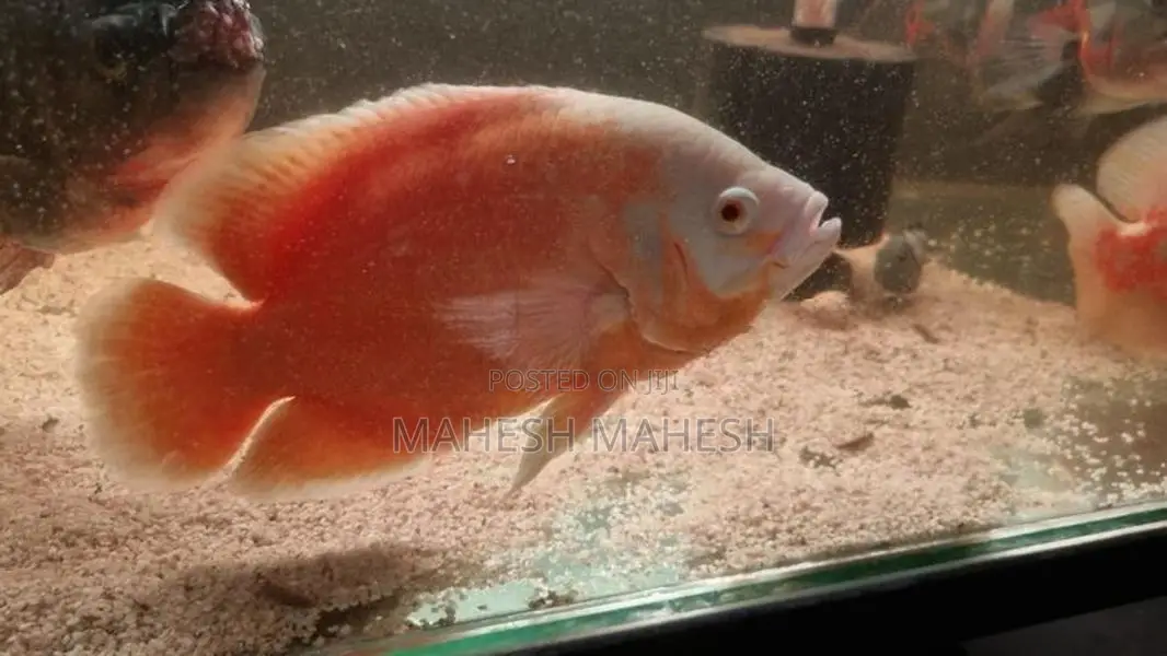 Oscar Fish