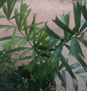 Oranamental Palm