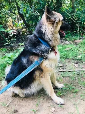 Lion Shepherd Puppies