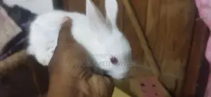 முயல் குட்டி