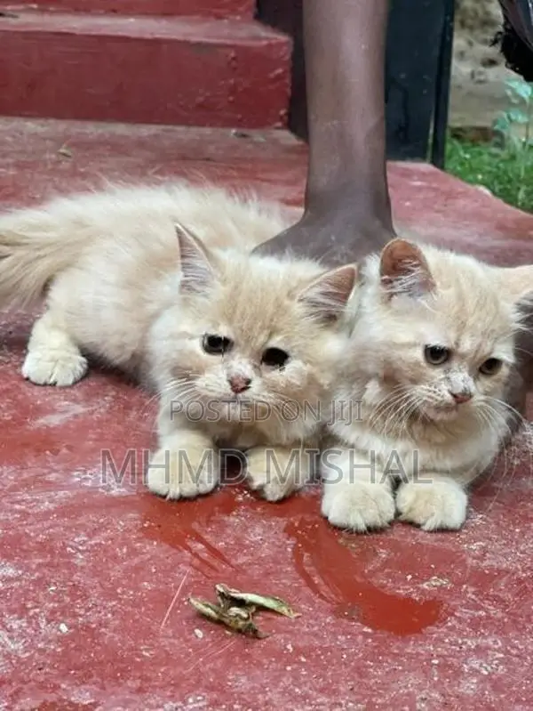 Persian Cat