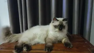 Himalayan Cat